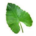 Alocasia odora